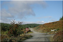 NX4794 : Eastern end of Carrick Forest Drive by Leslie Barrie