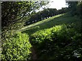 Meadow near Garden Mill, Kingsbridge