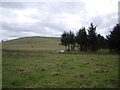 Cow path up Quarry Hill