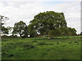 Rough Grazing Near Hoo Green