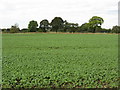 Crops At Daisybank Farm