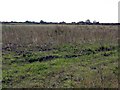 More Fields Off Bucklowhill Lane