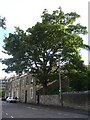 Horse chestnut tree, Brunswick Road