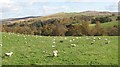NN9438 : Sheep pasture, Strath Braan by Richard Webb