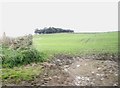 A copse above Dunscroft