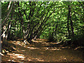 Trackway in woods near Bedmond