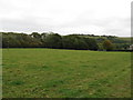 View across field to Cobsham Rough