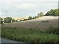 2009 : Recently cropped fields south of Brixton Deverill