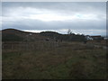 Cattle round-up at Port Henderson