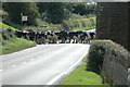 Cattle crossing