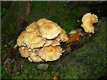 SU1789 : Top view of fungus in Stanton Park, Swindon by Brian Robert Marshall
