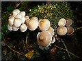 Fungi on a tree stump, Stanton Park, Swindon