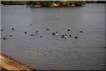 TQ5746 : Geese & Ducks on Barden Lake by N Chadwick