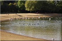 TQ5746 : Geese & Ducks on Barden Lake by N Chadwick