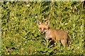 Fox Cub