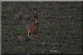 Hare at dusk