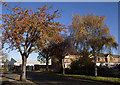 Autumn colours in Poplar Road, Ashford