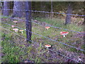 Fly Agarics at Meadowhead