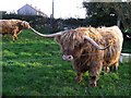 Highland cattle, Gretna