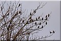 Waxwings in Warrington