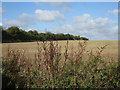 Ploughed farmland