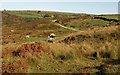 Track to Trowlesworthy Warren House