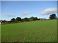 Footpath at Holber Hill