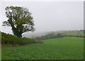 Misty day on Woolland Hill