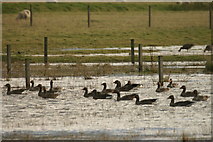 HP6414 : Greylag Geese (Anser anser) on floods at Norwick by Mike Pennington