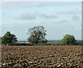 2009 : West on Thickthorn Lane