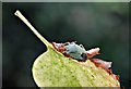 Green Shield Bug - Plymouth