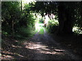 Footpath junction near large Yew tree