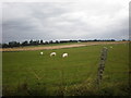 Sheep grazing near Embo Street junction