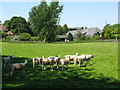 Sheep reluctant to leave the shade