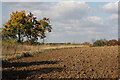 Fields at Rushbrooke