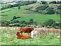 Rough grazing above Blairgowrie