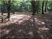 TL2171 : A bed of leaves, Hinchingbrooke Country Park by Richard Humphrey