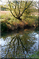 Willow reflected in the River Leam near the Fosse Way