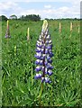 Lupins at Terwick meadow