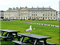 Seagull poses for tourist photograph!