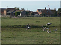 Greylags near Coneygre Farm