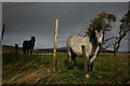 NN6394 : Horses in field by Terry Levinthal