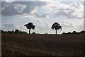 Two trees west of Scabharbour Rd