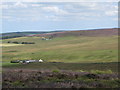 Panorama of Westburnhope Moor with heather in bloom (12: Eb - Westburnhope and Cocker Shield)