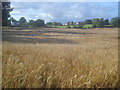 Farmland east of Peggs Green