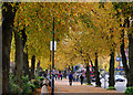 J3372 : Autumn trees, Belfast by Albert Bridge