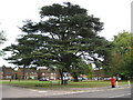 TL1100 : Garston: Cedar tree in Garston Lane by Nigel Cox