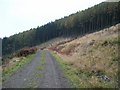 Forestry road on Burnfoot Plantation