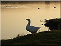 Wildlife on Kernan Lake near Gilford