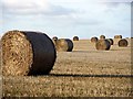 NZ4246 : Round straw bales in stubble field by Andrew Curtis